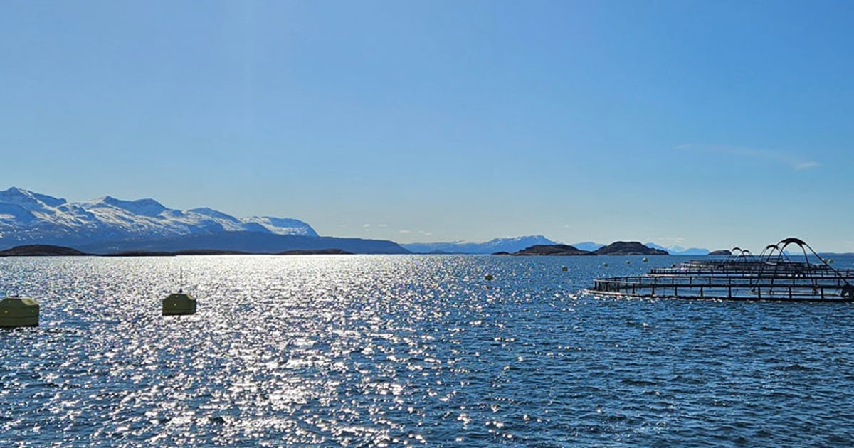 Nå kommer robotene som kan redde havet vårt
