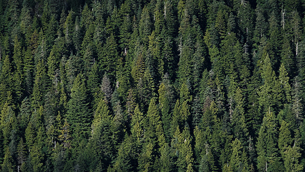 Skog sett ovenfra