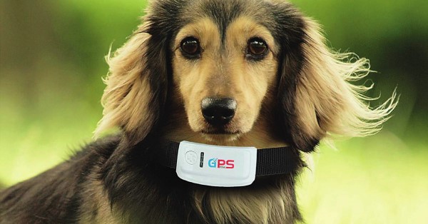 Hund med sporingsbrikken til GPS Ping festet som et halsbånd.