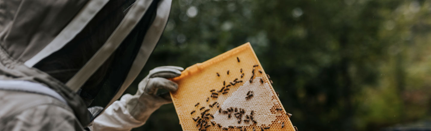 Bakgrunnsbilde for Slik skal biene reddes med IoT