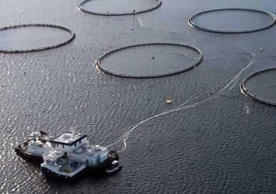 Fiskeoppdrettsanlegg på sjøen